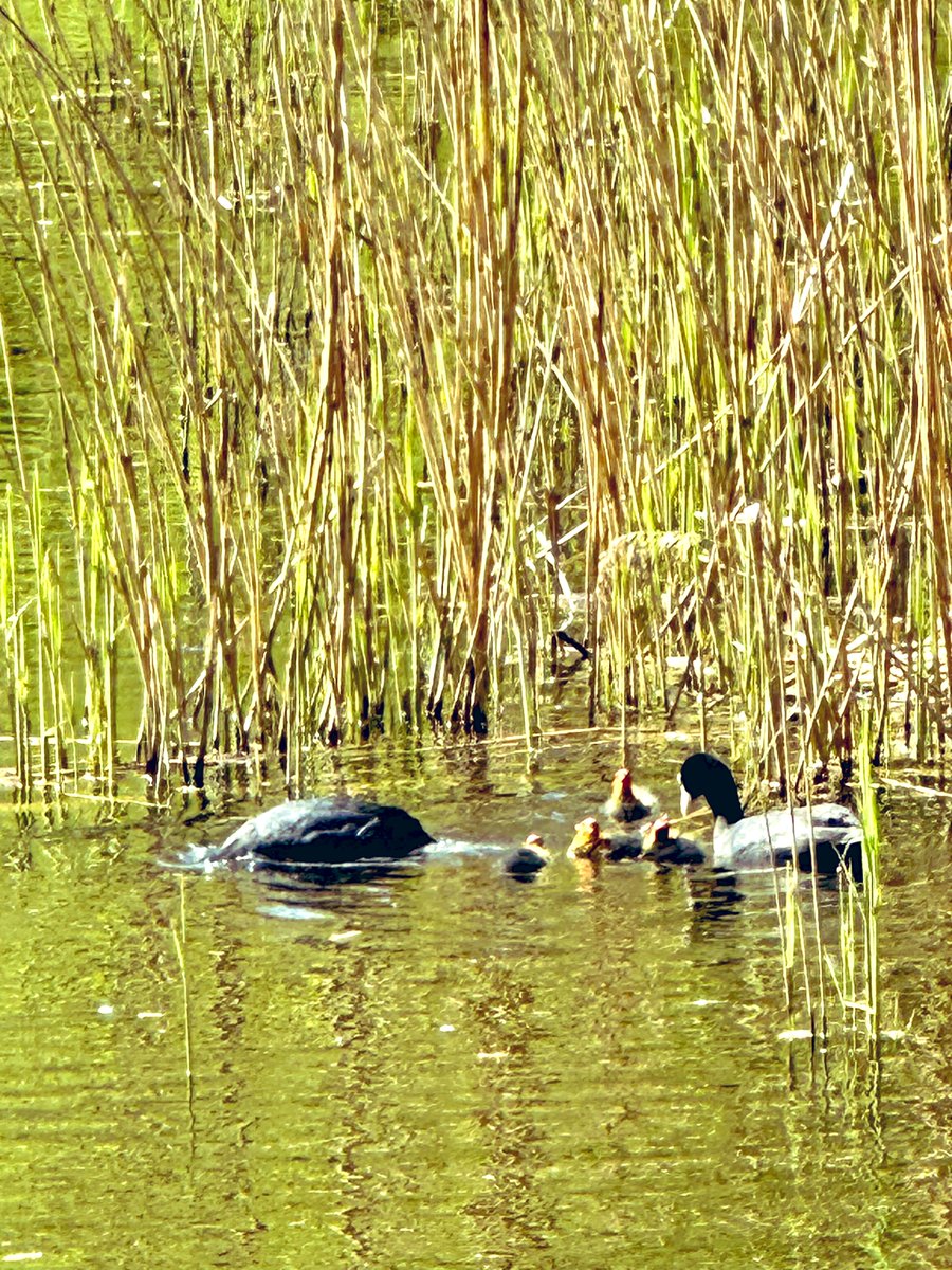 tamasivankovacs's tweet photo. Discovering #Mother #Nature and Nature’s #Mothers (and #Fathers 😉) in the #Sonian Forest/#Zoniënwoud/#Forêt de #Soignes, a 4,421-hectare forest at the southeast edge of #Brussels, #Belgium. This #magical place is an @UNESCO World #Heritage Site since 2017. 🦆🐿️🌳🇧🇪❤️ https://t.co/UAaYyNgOBR