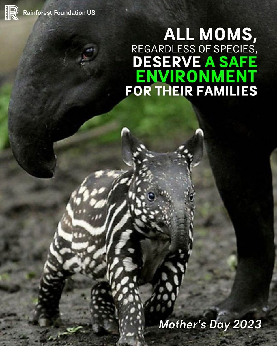 RainforestUS's tweet photo. This #MothersDay we honor the extraordinary love of mothers everywhere.
🍃 All moms, regardless of species, deserve a safe environment for their families.

RT if you agree.

#MothersDay2023 https://t.co/i1heAUTPRT