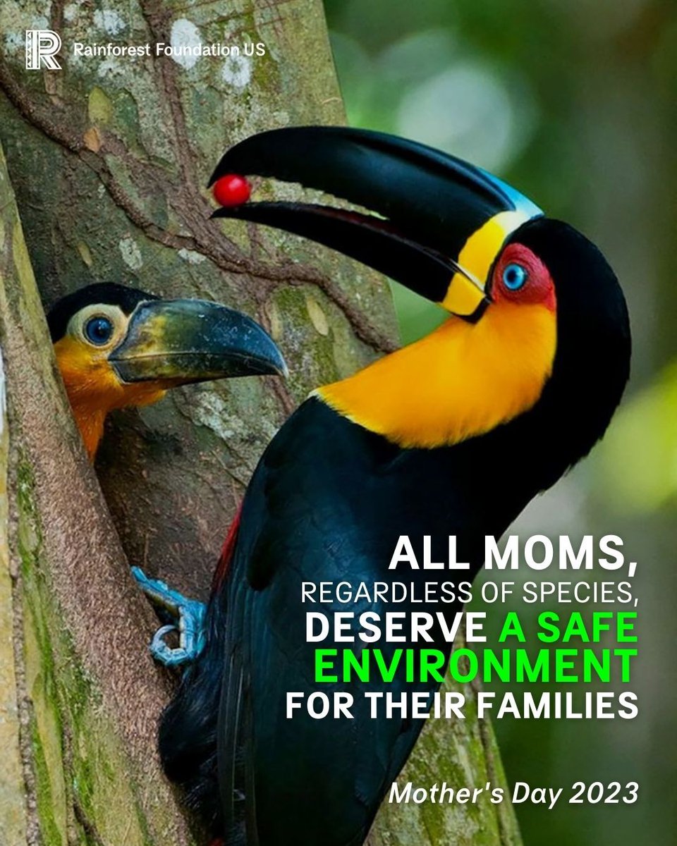 RainforestUS's tweet photo. This #MothersDay we honor the extraordinary love of mothers everywhere.
🍃 All moms, regardless of species, deserve a safe environment for their families.

RT if you agree.

#MothersDay2023 https://t.co/i1heAUTPRT