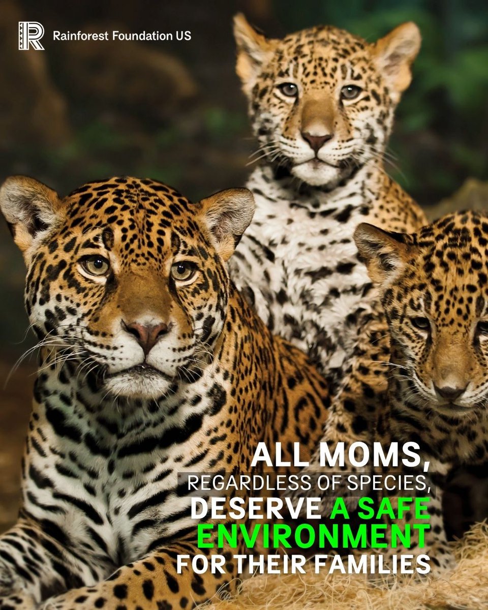RainforestUS's tweet photo. This #MothersDay we honor the extraordinary love of mothers everywhere.
🍃 All moms, regardless of species, deserve a safe environment for their families.

RT if you agree.

#MothersDay2023 https://t.co/i1heAUTPRT