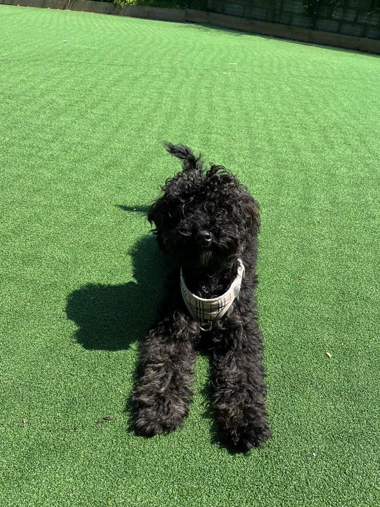 rochesterindcol's tweet photo. Oscar the new College cavapoo has completed his journey to Star Hill and is happy to join the staff team @rochesterindcol #headdog #therapydog https://t.co/yAUAmx6bck