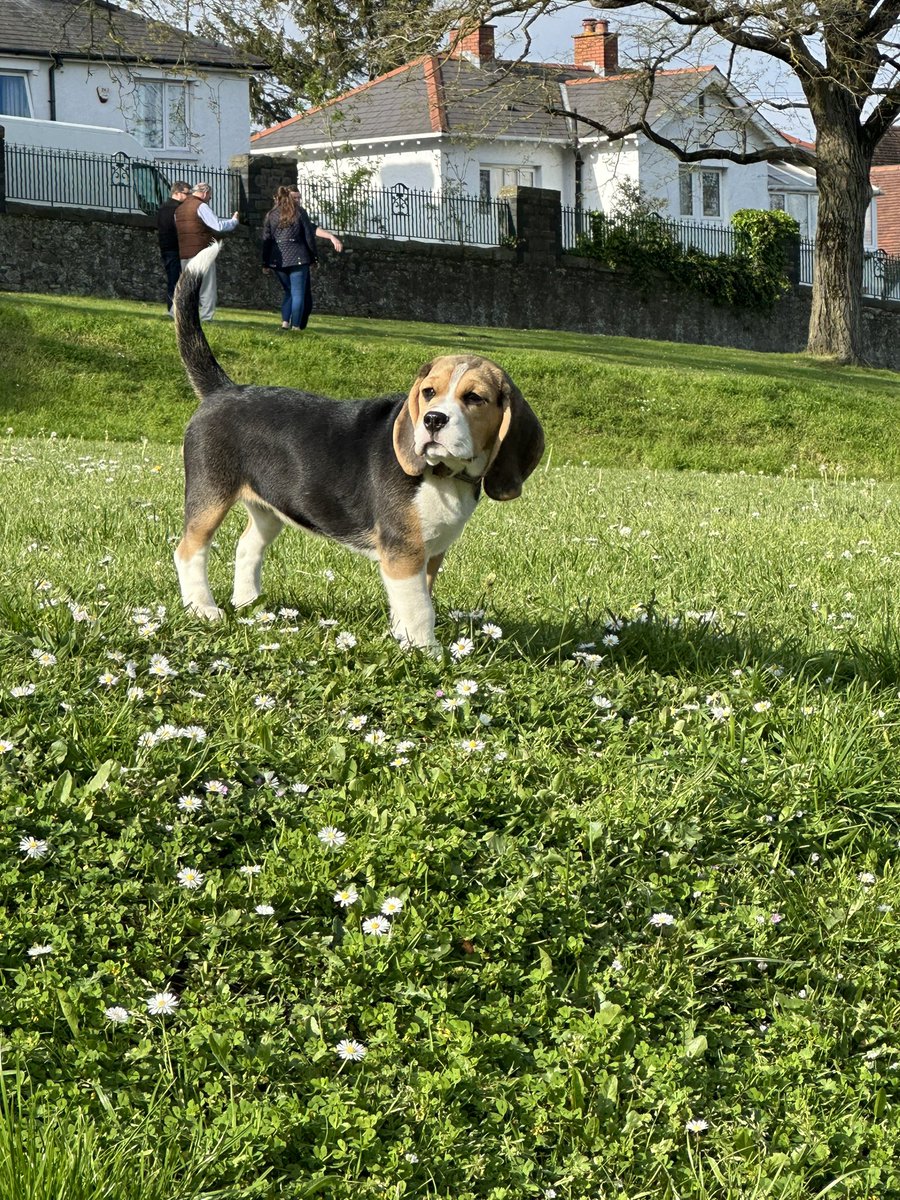 beagle_usa1's tweet photo. https://t.co/tx4XNWxImB