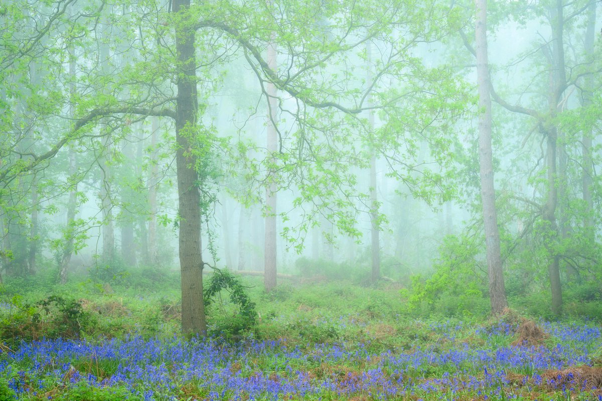 Oakley Wood in Warwickshire was looking at its best this morning, the fog hung around for hours! A great morning to be out and about.

Nikon Z6, 24-200 &amp; polariser.