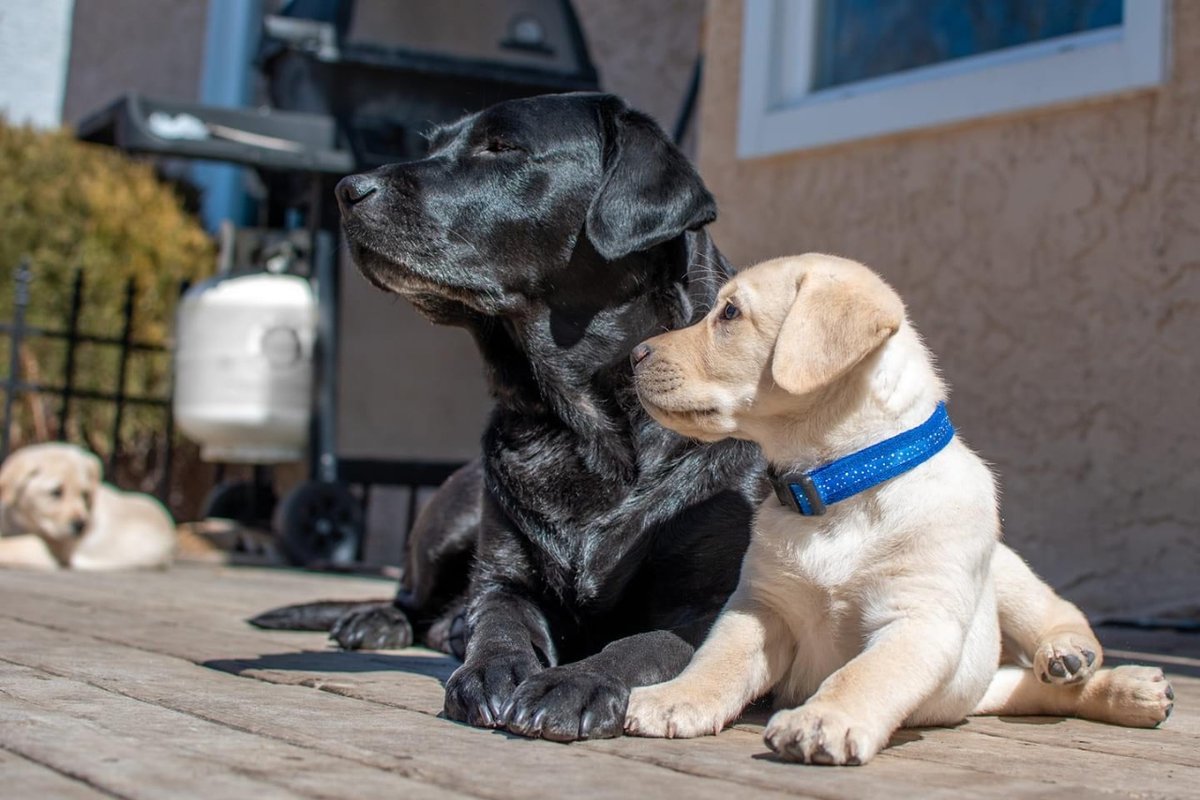 PADSdogs's tweet image. Today we celebrate the moms in our community: the birth moms, the chosen moms, and those who act as moms along the journey. A special thank you to the Breeder Caretakers of our mama dogs who  work tirelessly to give our pups the best start in life possible. 
#PADSDogs #MothersDay