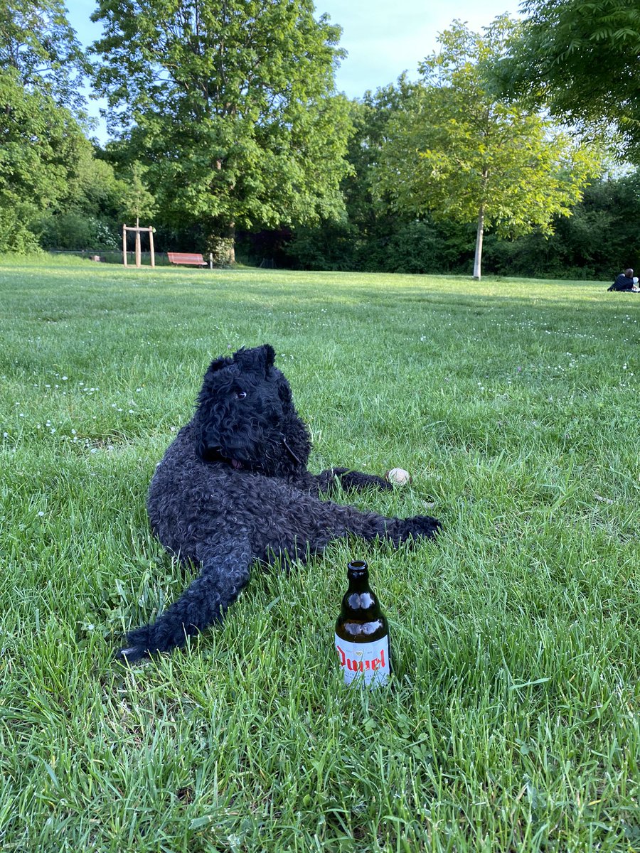 IrishKerryBlue's tweet photo. Irish dog 🇮🇪with a belgium beer 🇧🇪 in France 🇫🇷…. What could be better ? #France #Belgium #Ireland #KerryBlueTerrier #DogsofTwittter https://t.co/I6LGmiovSS