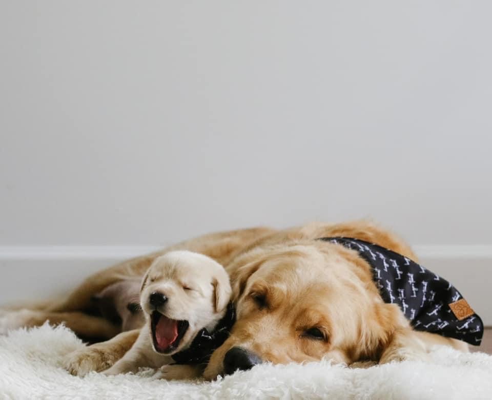 PADSdogs's tweet image. Today we celebrate the moms in our community: the birth moms, the chosen moms, and those who act as moms along the journey. A special thank you to the Breeder Caretakers of our mama dogs who  work tirelessly to give our pups the best start in life possible. 
#PADSDogs #MothersDay