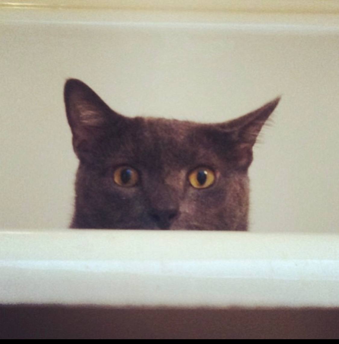 mortyerc's tweet photo. #MORTY is so proud of you 😻 https://t.co/IXvBtZNZWe