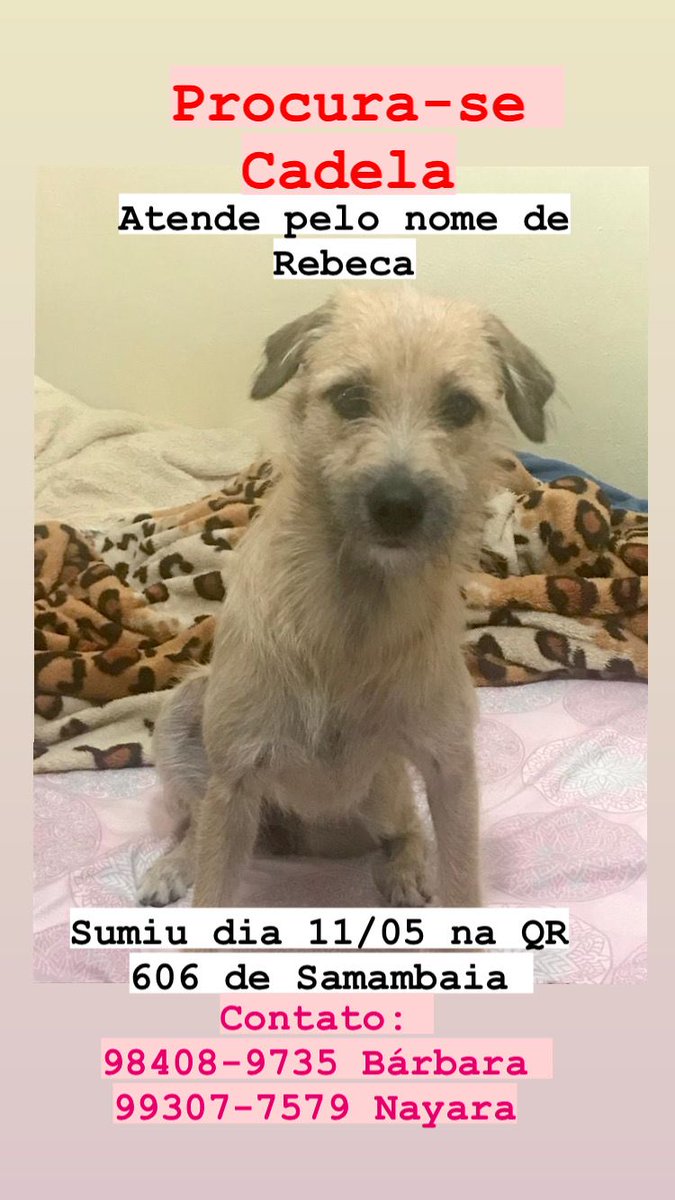 nayarahcristina's tweet image. Pessoal essa é a Rebeca, atende também por Bequinha. Ela sumiu no dia 11/05, na quadra 606 da Samambaia norte. Quem puder compartilhar ou souber de alguma informação entre em contato, por favor. Estou sofrendo muito... 😥

#samambaia #samambaianorte #cachorro #cachorroperdido