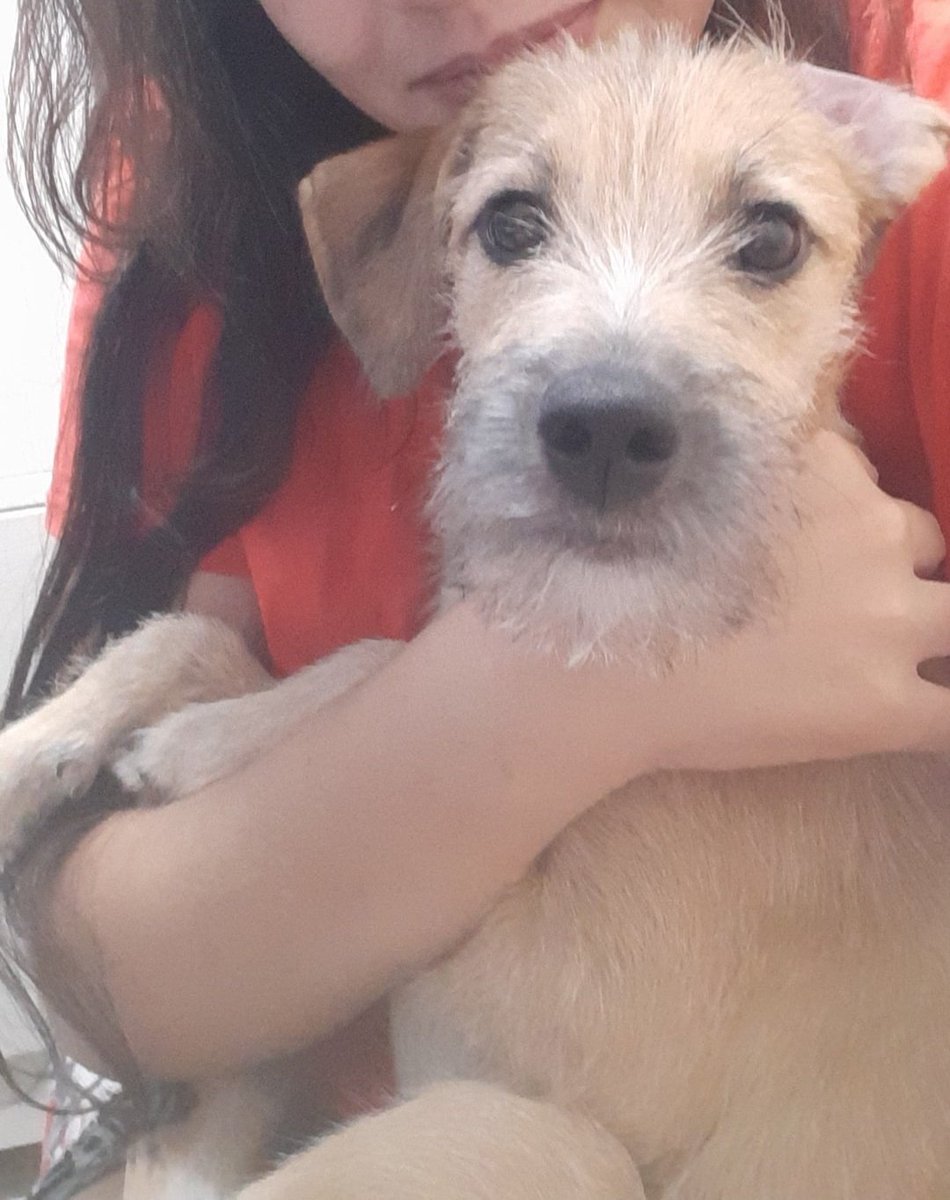 nayarahcristina's tweet image. Pessoal essa é a Rebeca, atende também por Bequinha. Ela sumiu no dia 11/05, na quadra 606 da Samambaia norte. Quem puder compartilhar ou souber de alguma informação entre em contato, por favor. Estou sofrendo muito... 😥

#samambaia #samambaianorte #cachorro #cachorroperdido