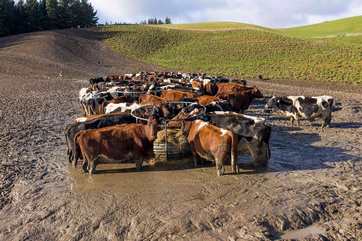 Adam Currie tweet media