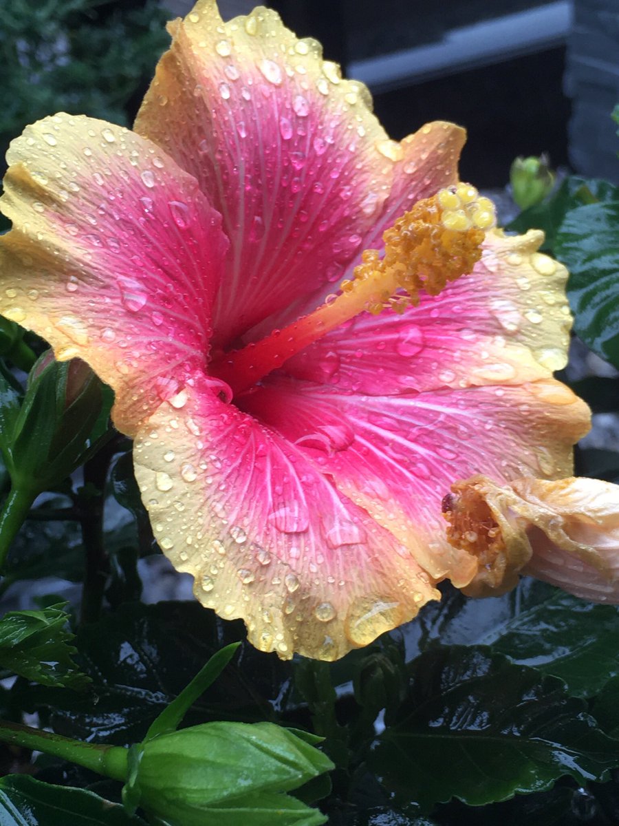 2023.515  雨に濡れ美しいハイビスカス🌺素敵な月曜日を😍
 #花 
#花が好き #花が好きな人と繋がりたい #花がある暮らし 　#flowers #flower #flowerstagram 
 #beautifulflowers  #redflowers 
#redflower #pinkflowers #pinkflower
#ハイビスカス #ハイビスカス🌺