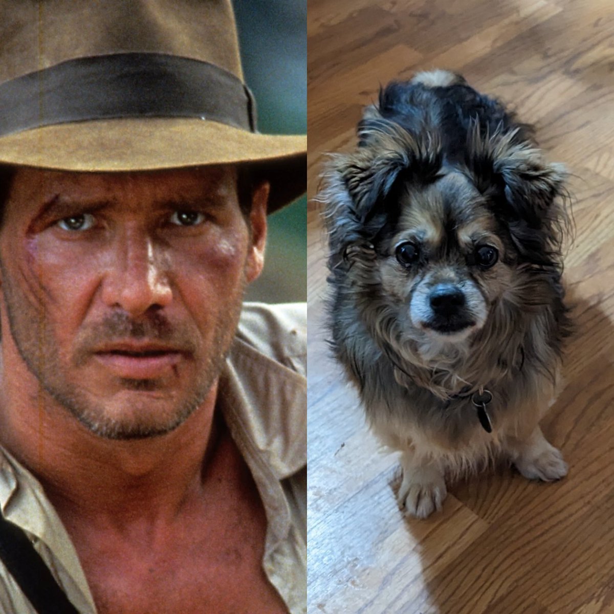 HauntedJen's tweet image. Post a picture of your pet and who they are named after.