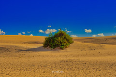 InfoFuerte's tweet photo. Guarda la nuova foto caricata su Pool Fuerteventura Alone in the desert le Isole Canarie sono spettacolari https://t.co/Ynvt8EH5QL