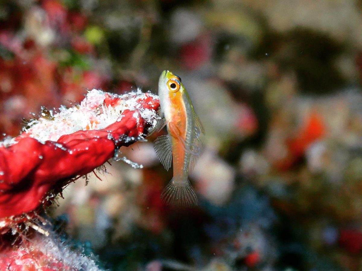 ClaassensLouw's tweet photo. What a hard life! Spotted this tiny #pygmygoby with two #copepod #parasites on either side of its body! Also! Just look at this sexy #tinyfish! Assume it is a #trimma - any names #teamfish? #goby #cryptobenthic #palau https://t.co/c4KOsA6ueO