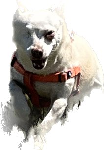 iamjonflynn's tweet photo. I love my dog https://t.co/tMw7S5QccB