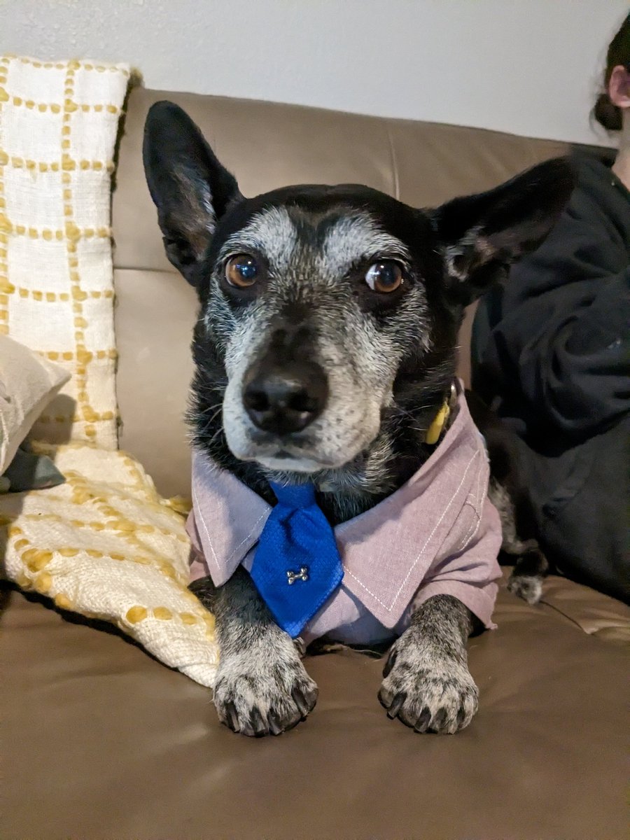 lifebypixels's tweet photo. Mr. Dax is ready for his shift in the office. #doggo #pup #chiweagle https://t.co/JfT75Tpz9Z