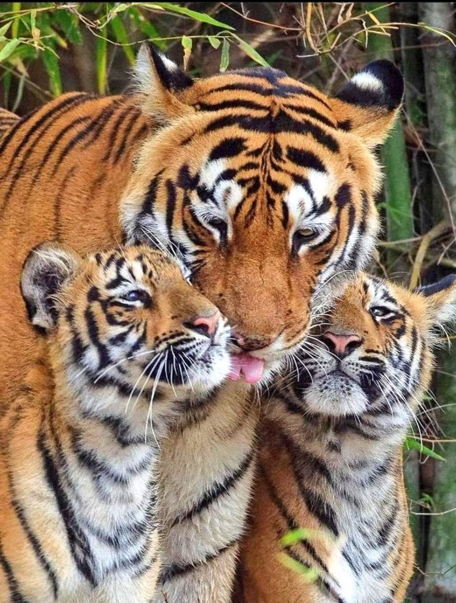 ravensarms's tweet image. 🐅 Three tigers, a picture of power, grace, and unity. Witnessing their bond in a single frame is awe-inspiring. Nature&apos;s triumphant symphony! 📷🌿 #Tigers #Wildlife #UnityInNature #MagnificentTriad