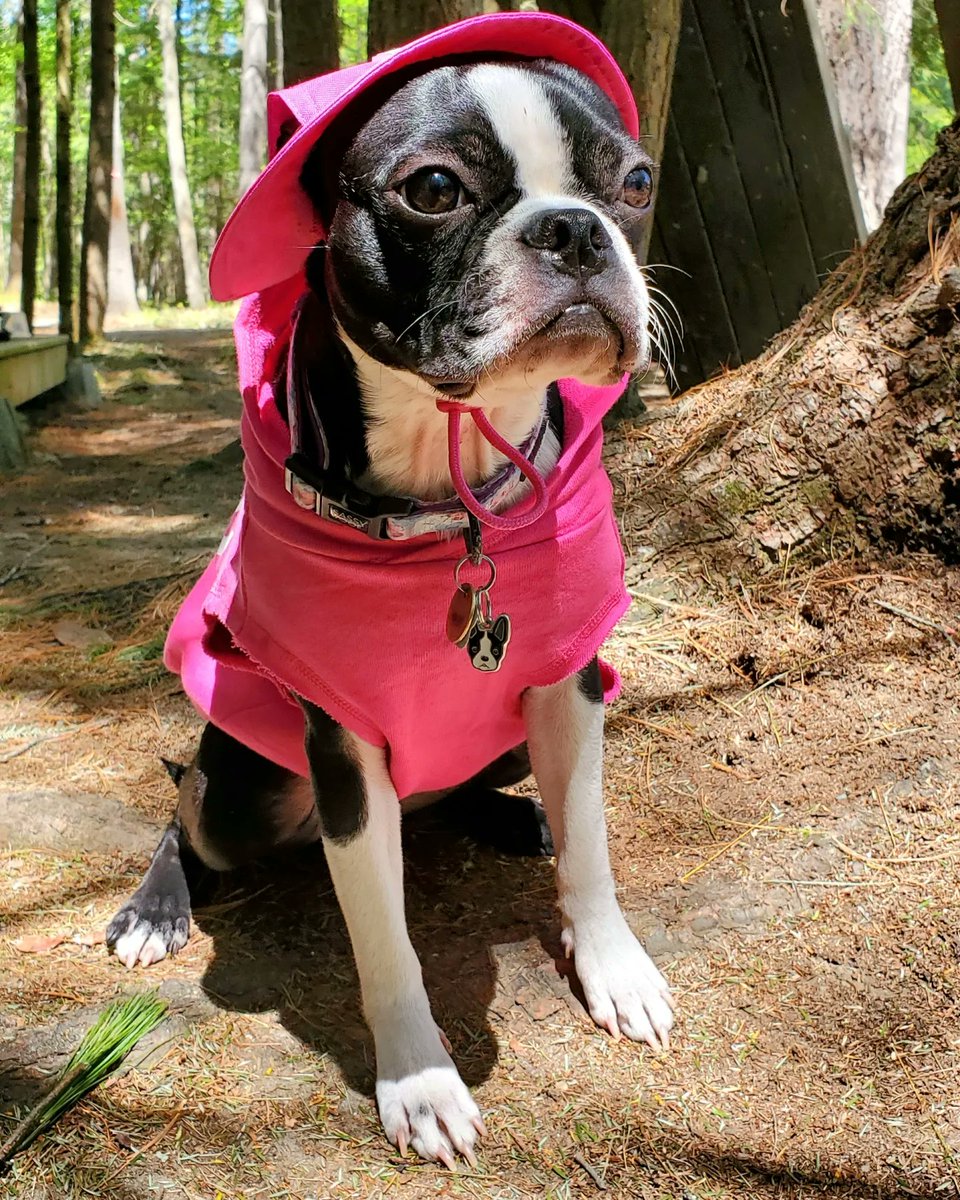 bcase03's tweet photo. Barbie Girl Bailey! 🦩turning a big ONE tomorrow!
Unfortunately I forgot to get photos of her this weekend & I also forgot the cake at home. 🤷🏻♀️
H A P P Y B I R T H D A Y! 🎀
#canadapooch #Barbie #barbiedog https://t.co/Lno3EexSq4