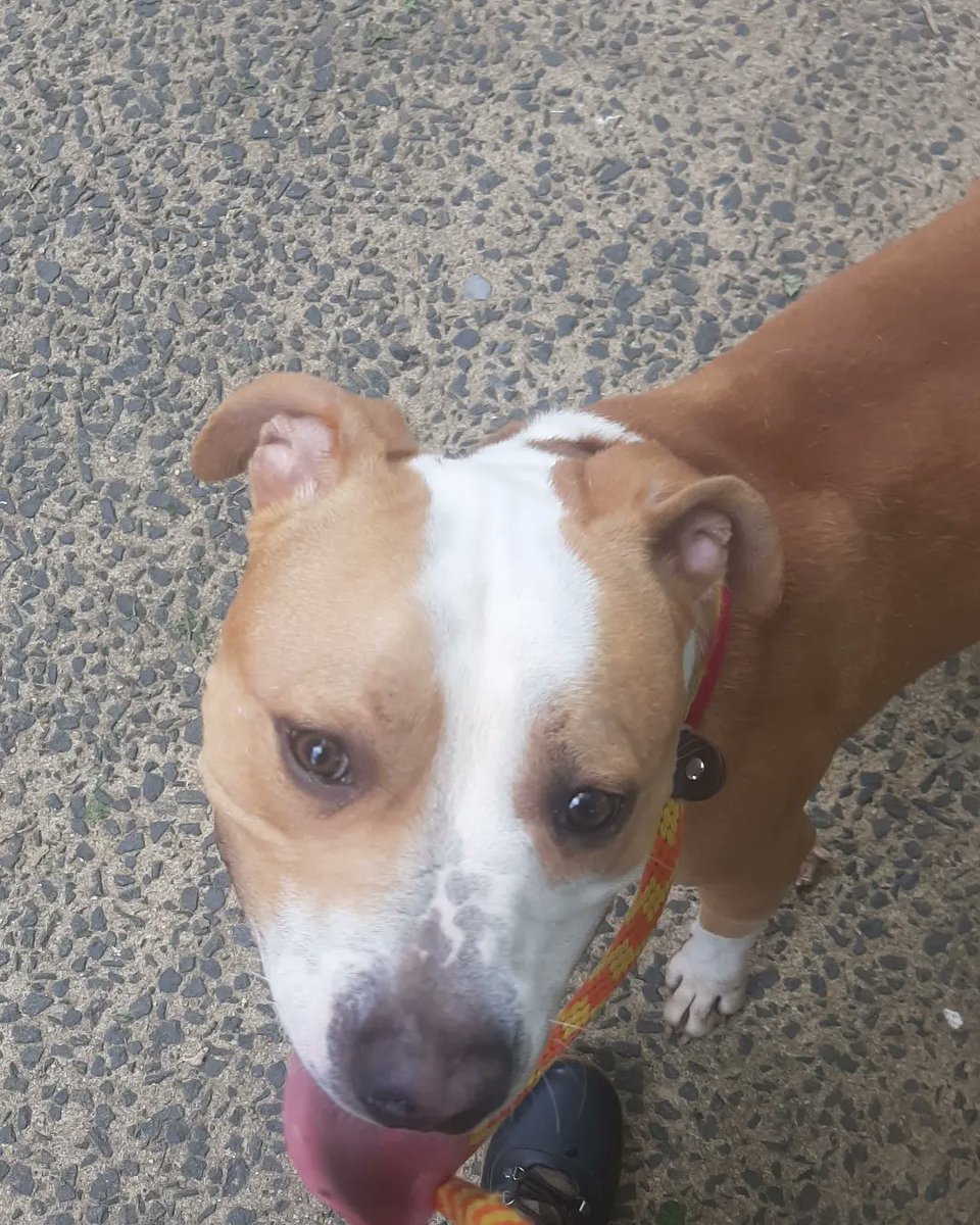 NMBewitched's tweet photo. Clark is Reserved🎉🎉🎉
Thank you #Rescue &amp; #Foster

If you listen closely, there are volunteers &amp; staff screaming in joy &amp; dancing

We couldn't do it without all of you💖
#Pledging #Sharing &amp; #Caring
Tysvm

Clark🎉 https://t.co/2ovS0vcXGB