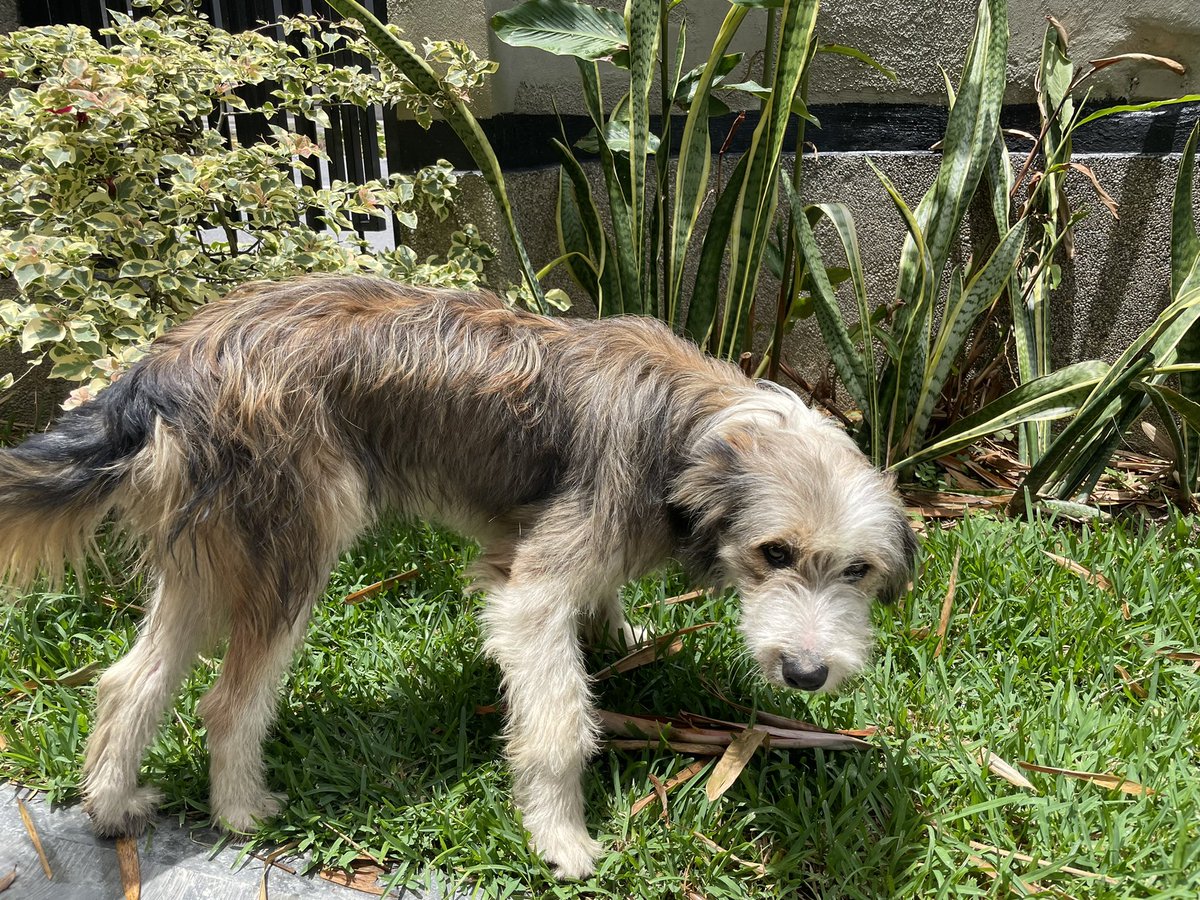 Encontré este perro perdido en la boyera, Caracas. Por favor si alguien sabe algo de el hacérmelo saber. Ya lo lleve al veterinario y está en mejores condiciones pero está adolorido. 

#perro