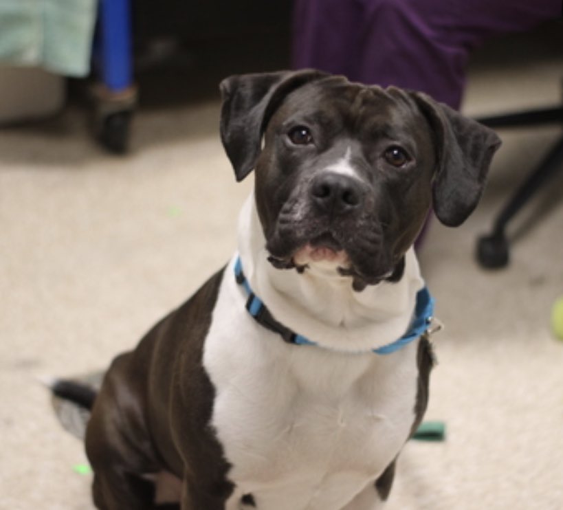 Friendly, outgoing and playful King Louie #166941, a puppy who was returned by his adoptive family after just 2 months. 19mo and cat, dog and child friendly in his previous home, he’s now stressed with the dogs in the pound and needs to go to a solo dog home. A PUPPY who deserves…