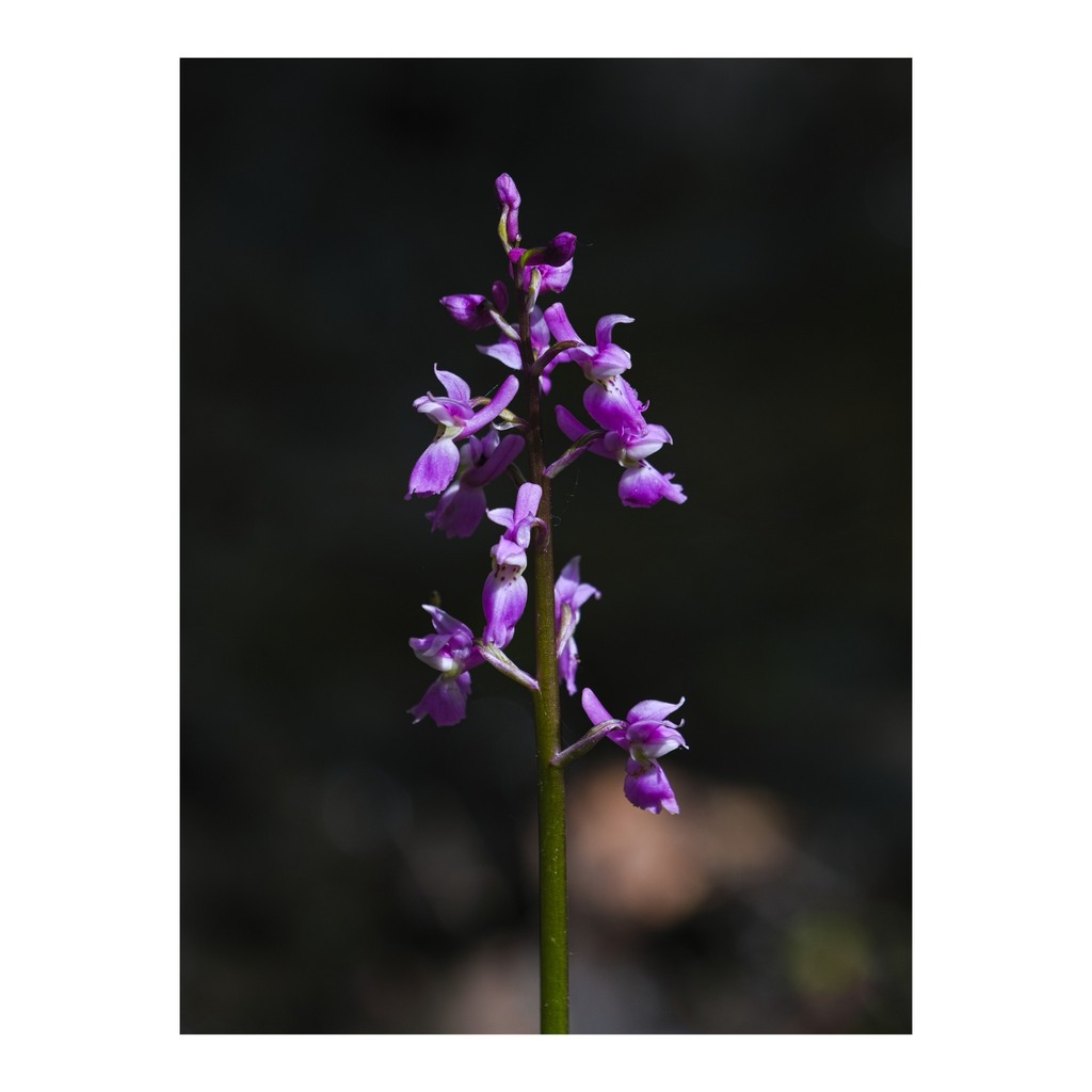 After teasing them a month and a half ago, I managed to catch the small patch of early purple orchids deep in the woods at their best this year. For some reason the prospect of missing them again like last year was making me anxious. I expect I'll be pos… instagr.am/p/CsPa6AHKNYn/