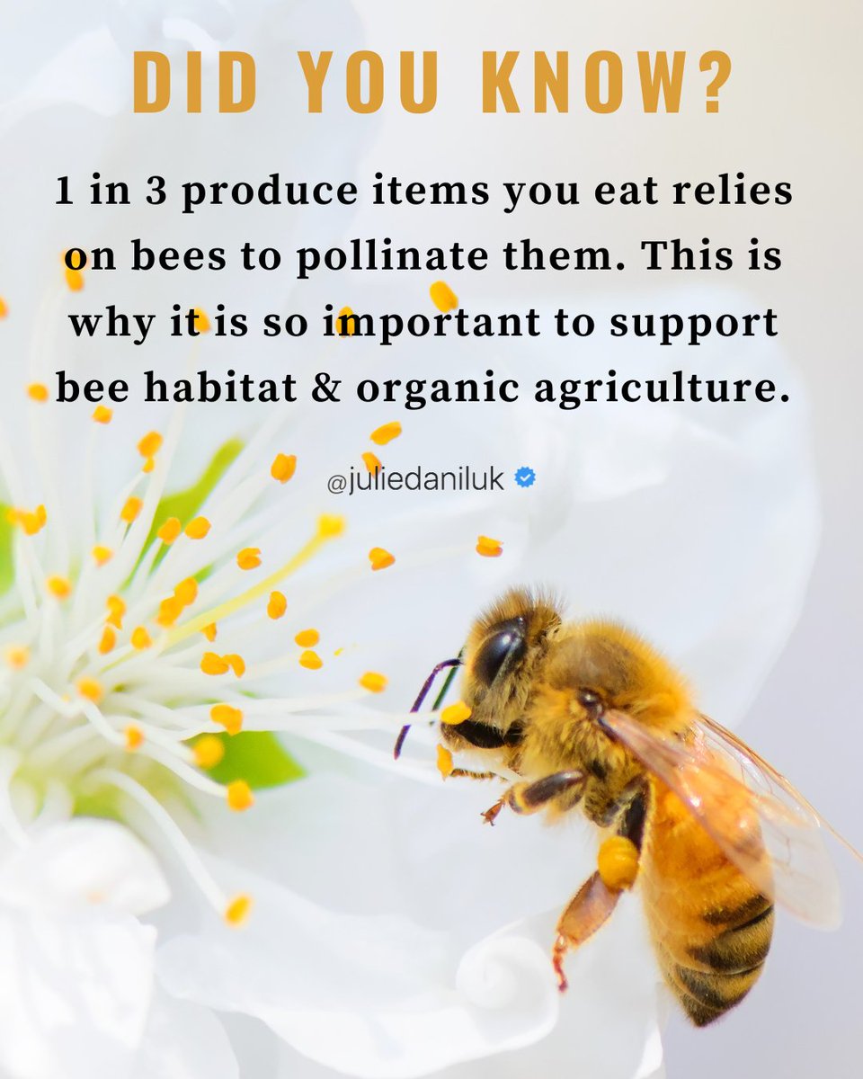 JulieDaniluk's tweet photo. 🐝 #Bees are facing some serious challenges like #ColonyCollapseDisorder a major threat to their populations, and it's caused by a combination of factors, including: #pesticides, #habitatloss, disease, and #climate change. Buy #organic foods to help protect their #environment! https://t.co/I9CDIgqVR6