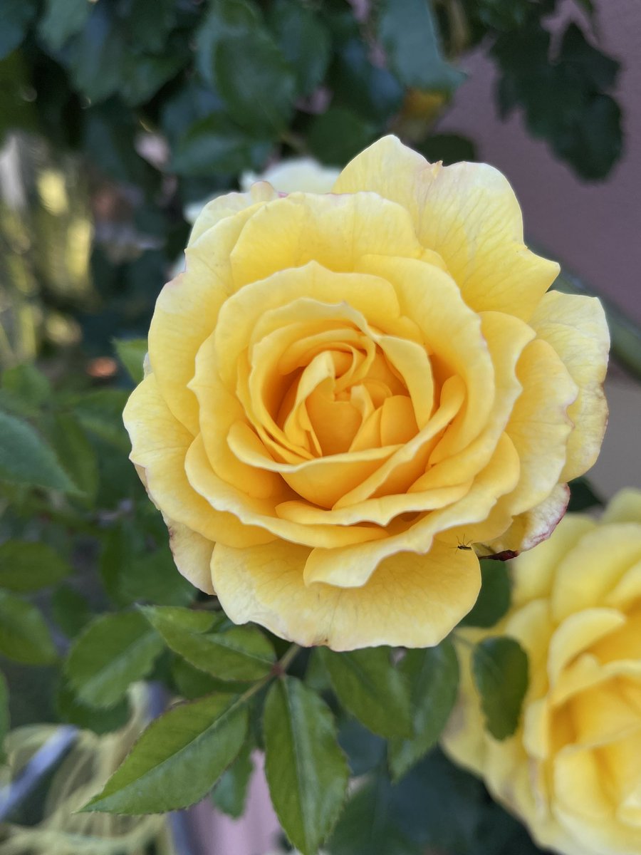 #Photography #fotografía #YellowRose #Sundayyellow #Moneglia #Mondial