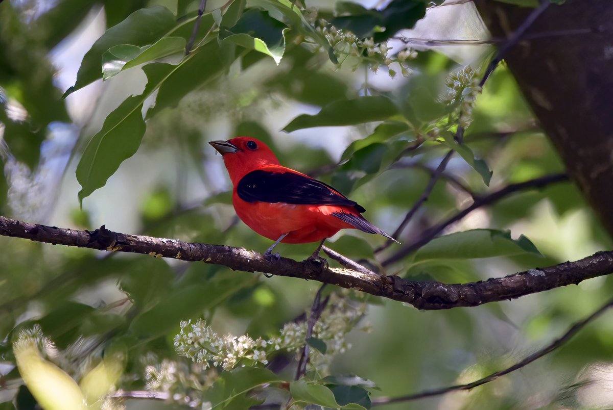 Siouxcq523's tweet photo. #birdcpp #springnyc #nycspringtime #colorsofspring #birdphotography #birdcp https://t.co/Lzx0TfIwtP