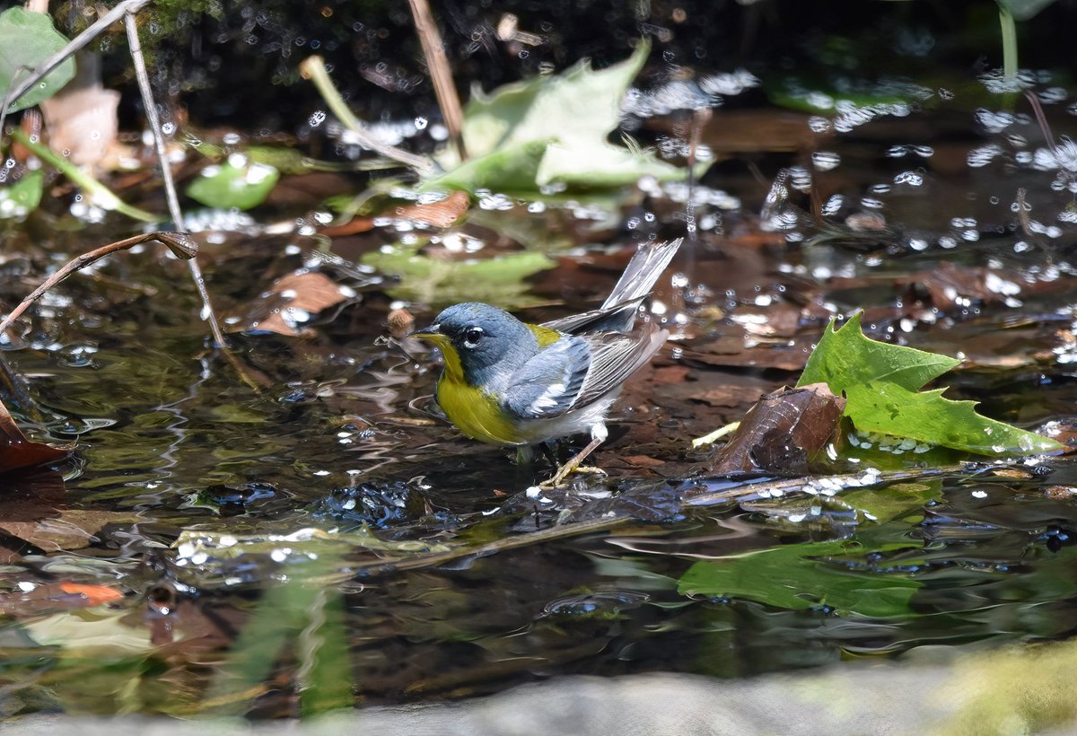 Siouxcq523's tweet photo. #birdcpp #springnyc #nycspringtime #colorsofspring #birdphotography #birdcp https://t.co/Lzx0TfIwtP
