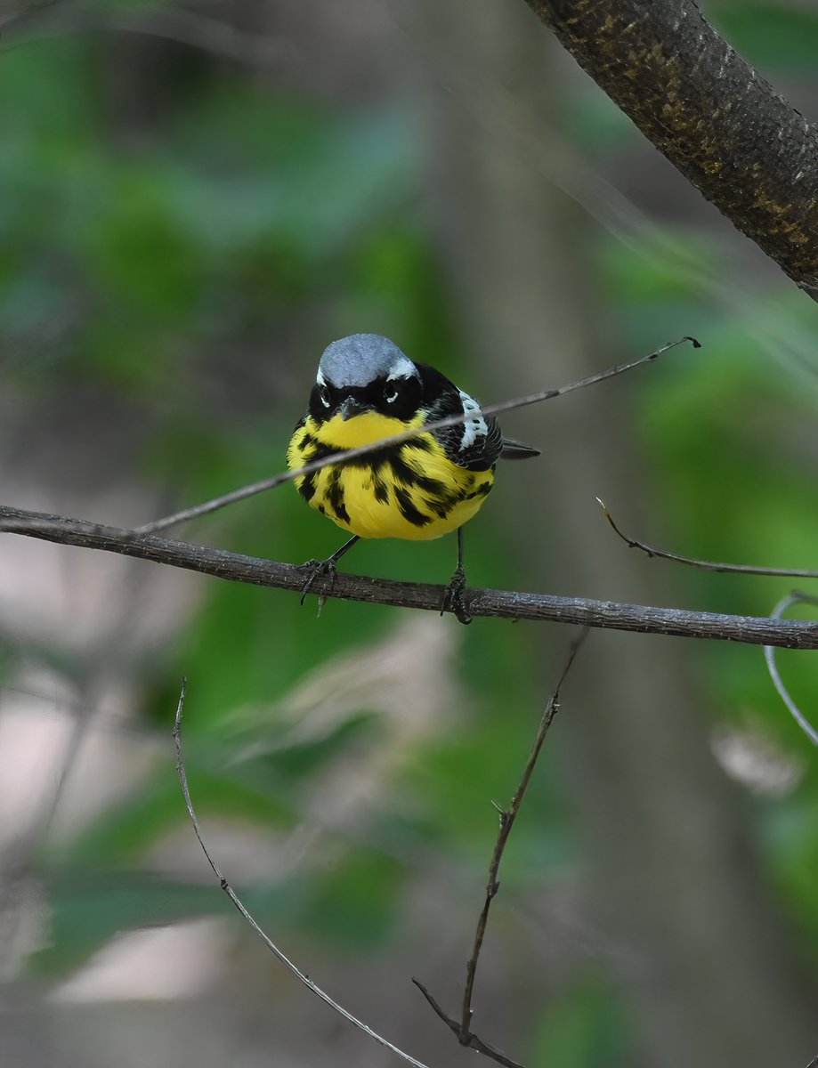 Siouxcq523's tweet photo. #birdcpp #springnyc #nycspringtime #colorsofspring #birdphotography #birdcp https://t.co/Lzx0TfIwtP