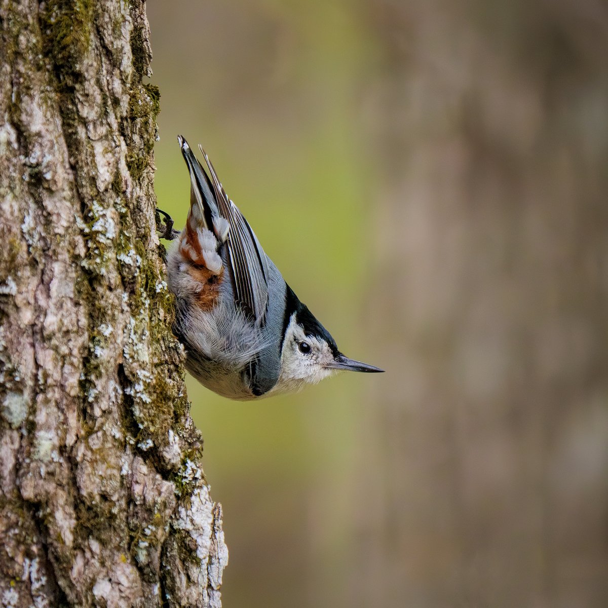 WickedDarkPhoto's tweet photo. Cute cute! #birds #birding #birdphotography #wildlifephotography #TwitterNatureCommunity #naturelovers #songbird Don't you love those rusty coverts? https://t.co/cz8ij6M7DX