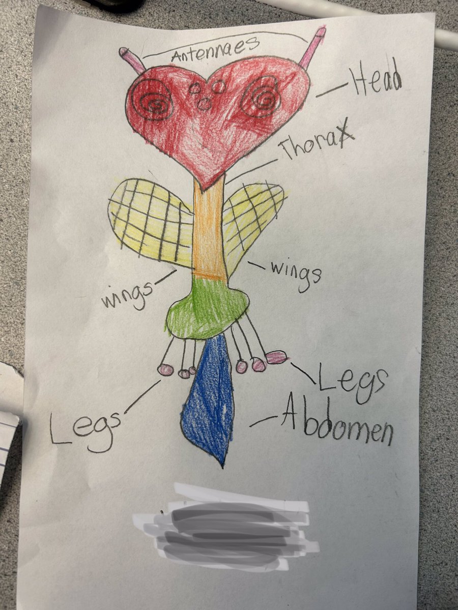 mrs_starr's tweet photo. After reading How to Build an Insect by @RobertaGibson, students took their learning to the next level by demonstrating their knowledge of the parts of an insect. From thorax to antenna they were buzzing with excitement! #sd36learn #sd36tl #insectanatomy https://t.co/3MwXUdJ99a