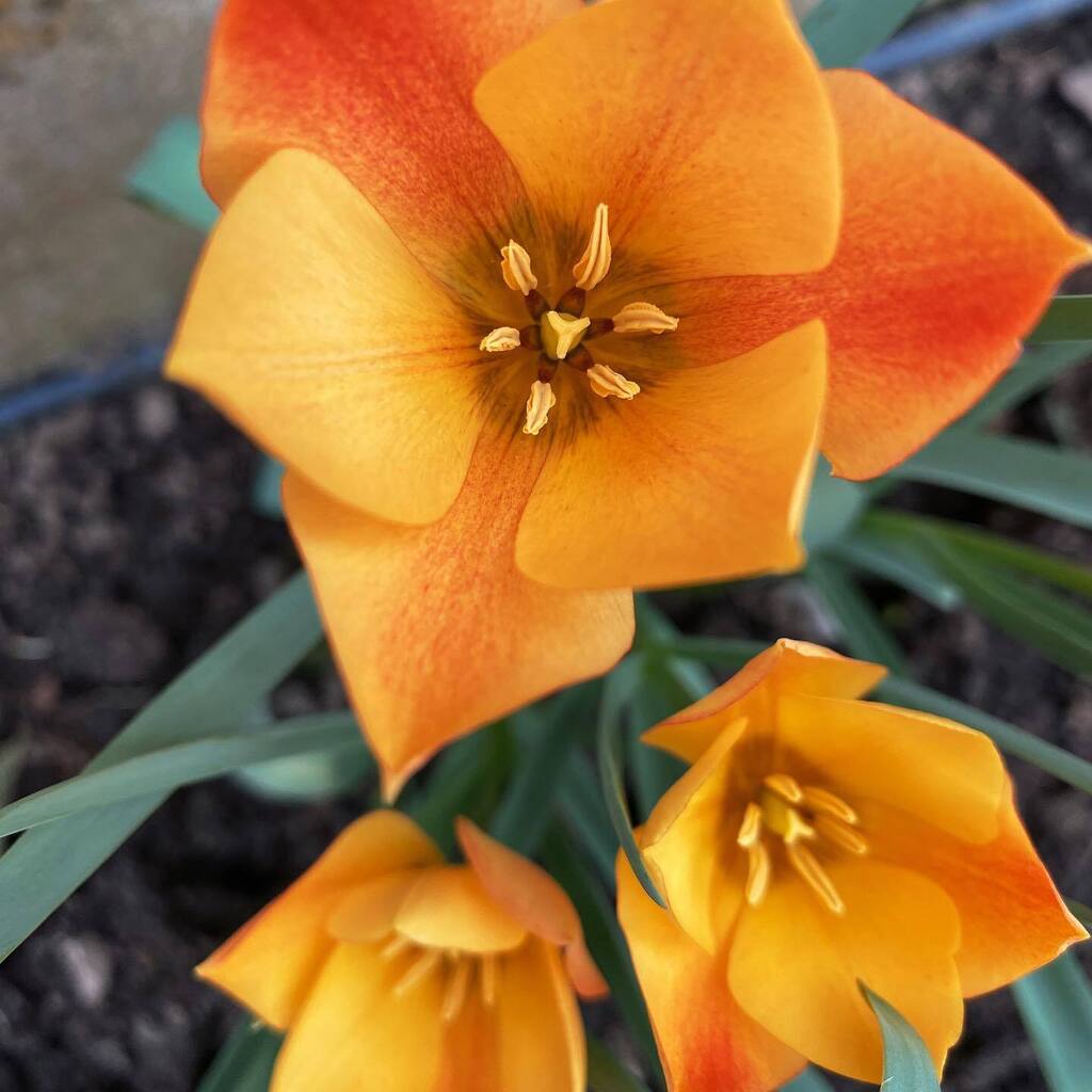 I spent an afternoon weeding… a constantly and un-winnable battle in my garden. The tulips cheered me right up though 🌷

#tulip #tulips #tulipseason #tulips🌷 #orangetulips #orangetulip #orangetulips🌷 #yellowtulip #yellowtulips #yellowtulips💛 #orangeasthetic #orangeflower…
