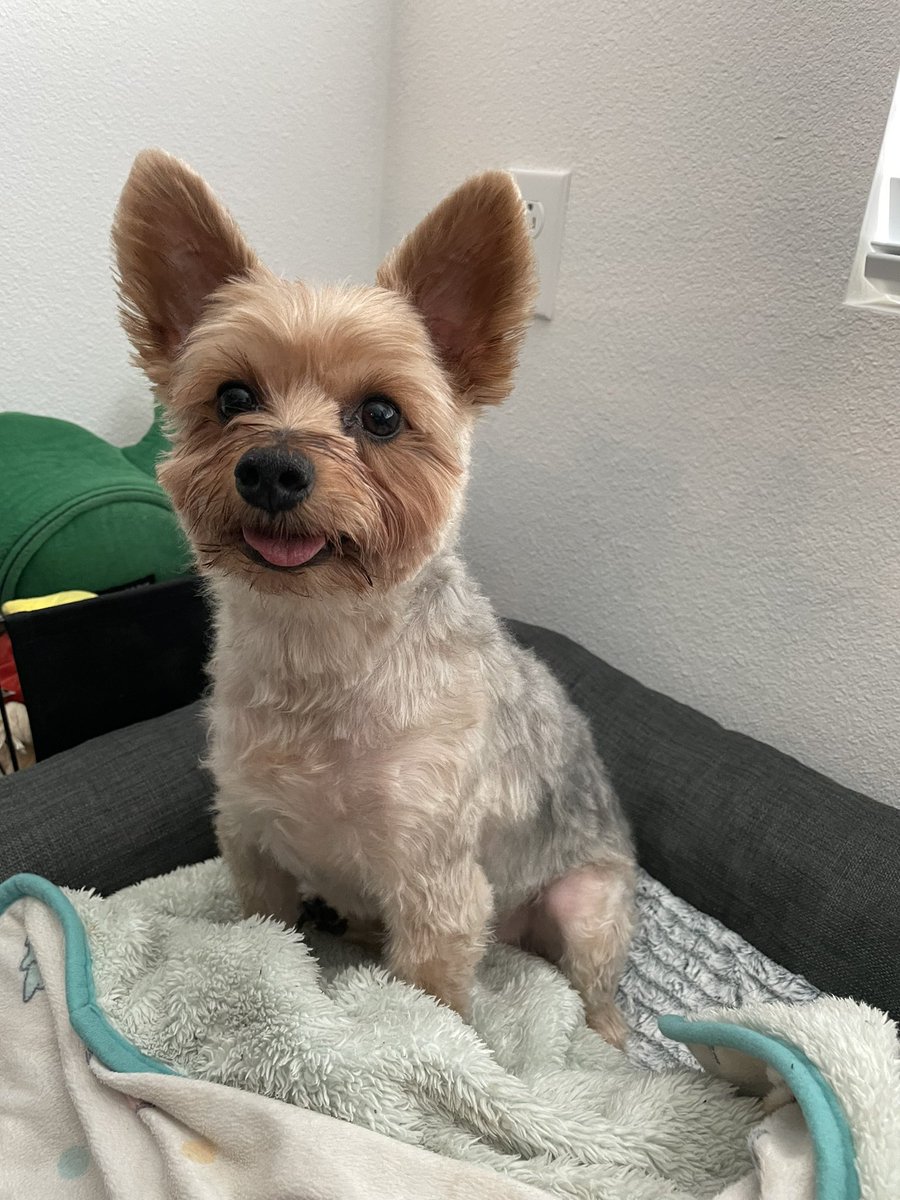 rennie vtuber 🥚 on Twitter "RT renniesaurus I’m very proud of the