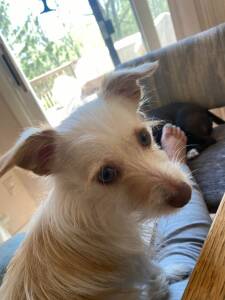 PetCuriousPets's tweet photo. https://t.co/DHG4tHZx7r

#DogsForAdoption #AnimalsForAdoption #RescueAnimals #ShelterAnimals #PetCurious #ClearTheShelters #RescueDogs https://t.co/UnwFH1dwPY