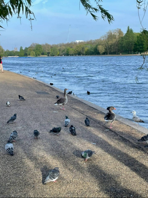 Viola9028's tweet image. Find a place with only trees and flowers and birdsong, enjoy and quietly let time pass. That's really relaxing and finding peace.😔