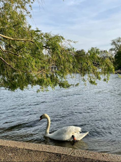 Viola9028's tweet image. Find a place with only trees and flowers and birdsong, enjoy and quietly let time pass. That's really relaxing and finding peace.😔