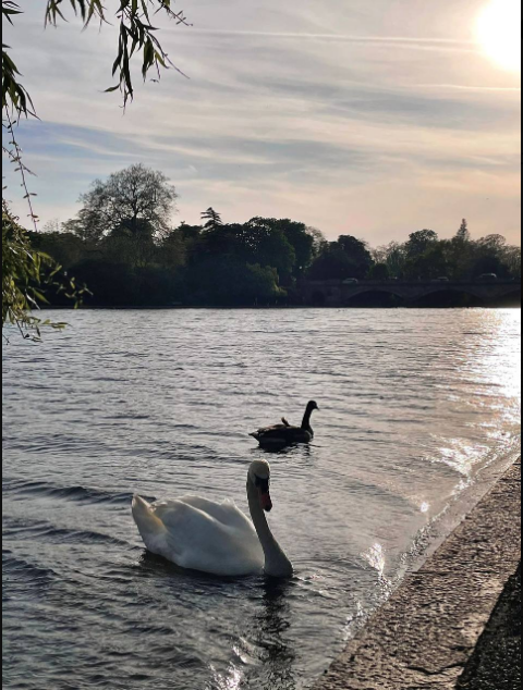 Viola9028's tweet image. Find a place with only trees and flowers and birdsong, enjoy and quietly let time pass. That's really relaxing and finding peace.😔