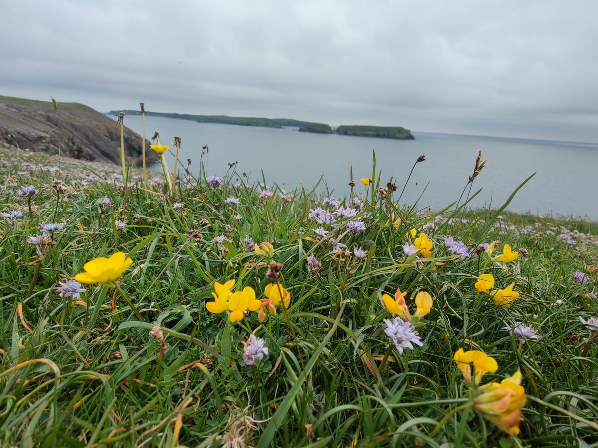 Caldey Island (in the disance) themed #wildflowerhour - Sea campion, Buckshorn plantain, Thrift, Bulbous butterbup, Spring squill, Birds foot trefoil <a href="/PembsCoast/">Pembrokeshire Coast National Park</a> <a href="/wildflower_hour/">wildflowerhour</a> <a href="/BSBICymru/">BSBI Wales</a>