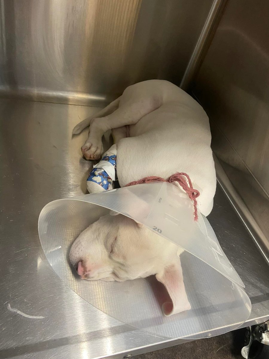 And the hits keep coming for Wally

Little Wally is now battling a horrible upper respiratory infection. He is back on an Iv and some antibiotics. A few dogs from the pound he came from, didn’t make it .Please keep praying…

#prayers #keeppraying