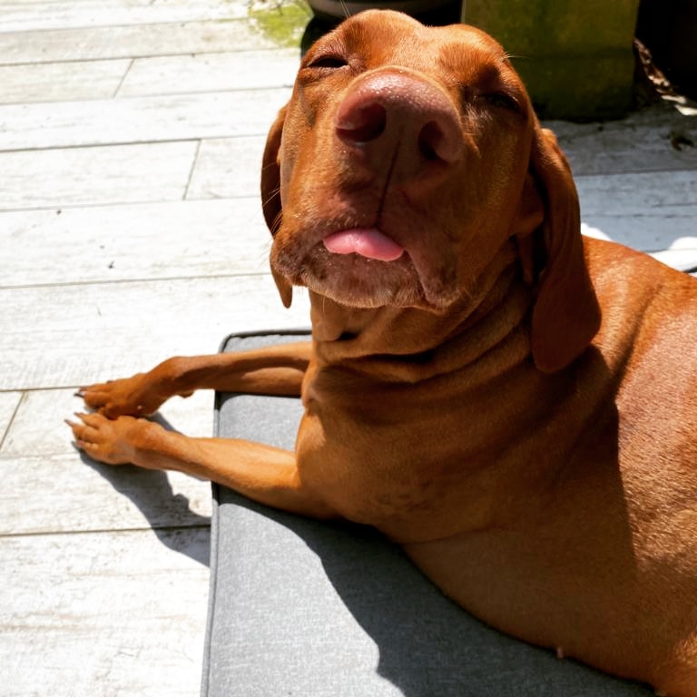 KidaMonkey's tweet photo. Happy Sunday 🌞🌞
#vizsla #velcrodog #dogsoftwitter #vizslasoftwitter #fyp #foryou #dogfyp #kidamonkey #hungarianvizsla
#vizslas #kida #vizslalife #dogslife #puppy #dogtrends
#lazydays
#sunshine https://t.co/Y6Un6mMtR0