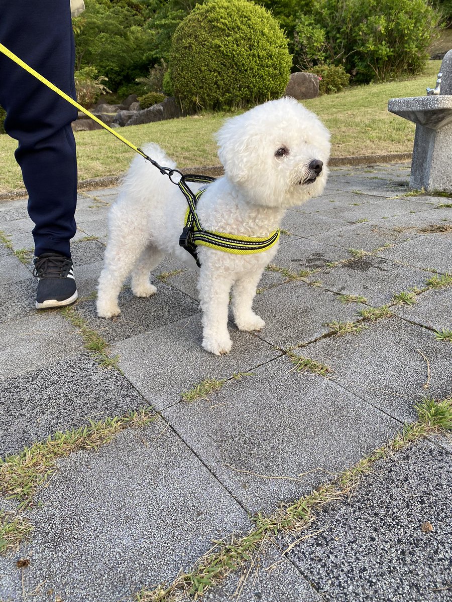 maruinu_3's tweet photo. ししまるだよ🐶🐶🐶✨
飼い主捨てて若いおねぃさん2人組を追っかけて行ったの忘れない😭

#いぬ #ビションフリーゼ https://t.co/P63Kn9mngA