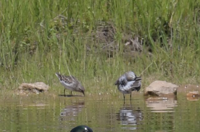 MaxBirding's tweet photo. I also chased a White-rumped Sandpiper today.  Here it is doing some contortions while preening and showing off it’s namesake feature. https://t.co/ed9G00JvY7