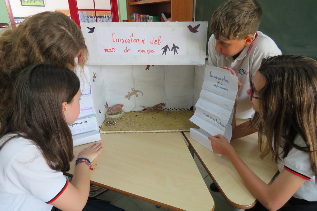 esclavasjerez's tweet photo. Fíjate en el #EcosistemaDelCajón gracias a nuestros #VencejosMedianeros
#Insectos capturados para alimentar a la prole, #salamanquesas,  insectos necrófagos (#cucarachas, #hormigas), comedores de plumas, mosca y #piojillo del vencejo, #ácaros, #bacterias...🪲🪰🦟🦎🪳🐜🕷️🦠 https://t.co/gKx95wLSIy