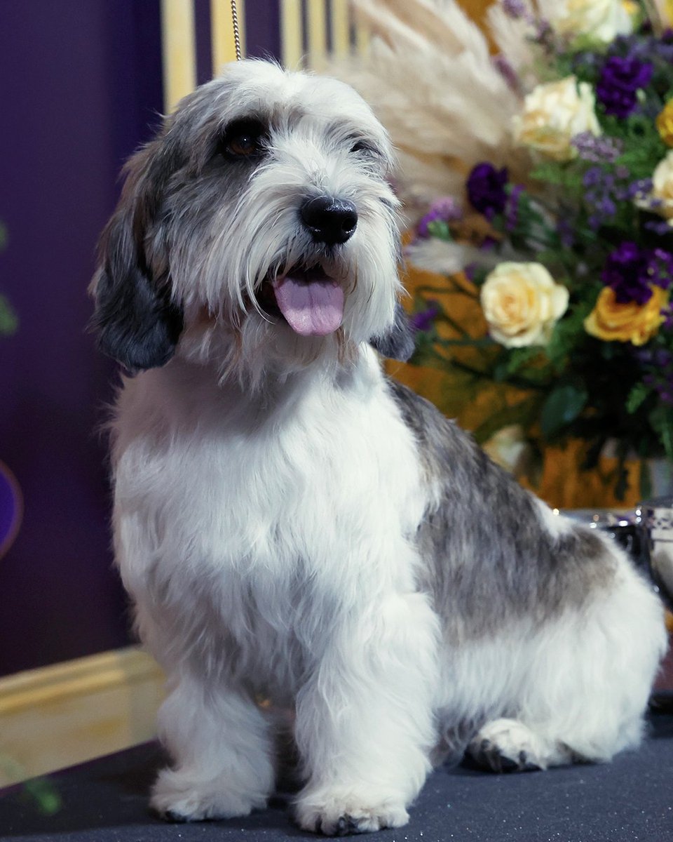 WKCDOGS's tweet image. Oh oh he looks just like Buddy Holly... 🎶

Our 2023 #WestminsterDogShow Best in Show is quite the star! 🤩
