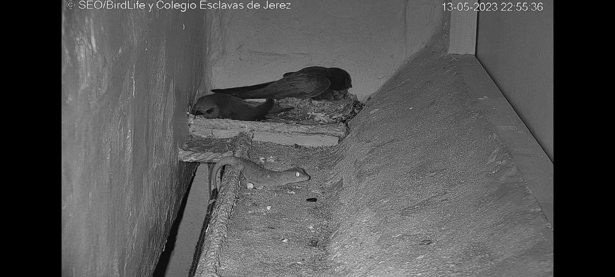 esclavasjerez's tweet photo. Fíjate en el #EcosistemaDelCajón gracias a nuestros #VencejosMedianeros
#Insectos capturados para alimentar a la prole, #salamanquesas,  insectos necrófagos (#cucarachas, #hormigas), comedores de plumas, mosca y #piojillo del vencejo, #ácaros, #bacterias...🪲🪰🦟🦎🪳🐜🕷️🦠 https://t.co/gKx95wLSIy