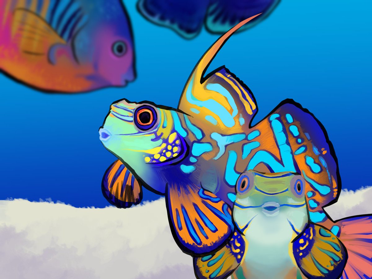 hellu_helli's tweet image. Some manadrin fish and coral beauties for a discord thing 
#fish #digitalart #mandarinfish #coralbeauty