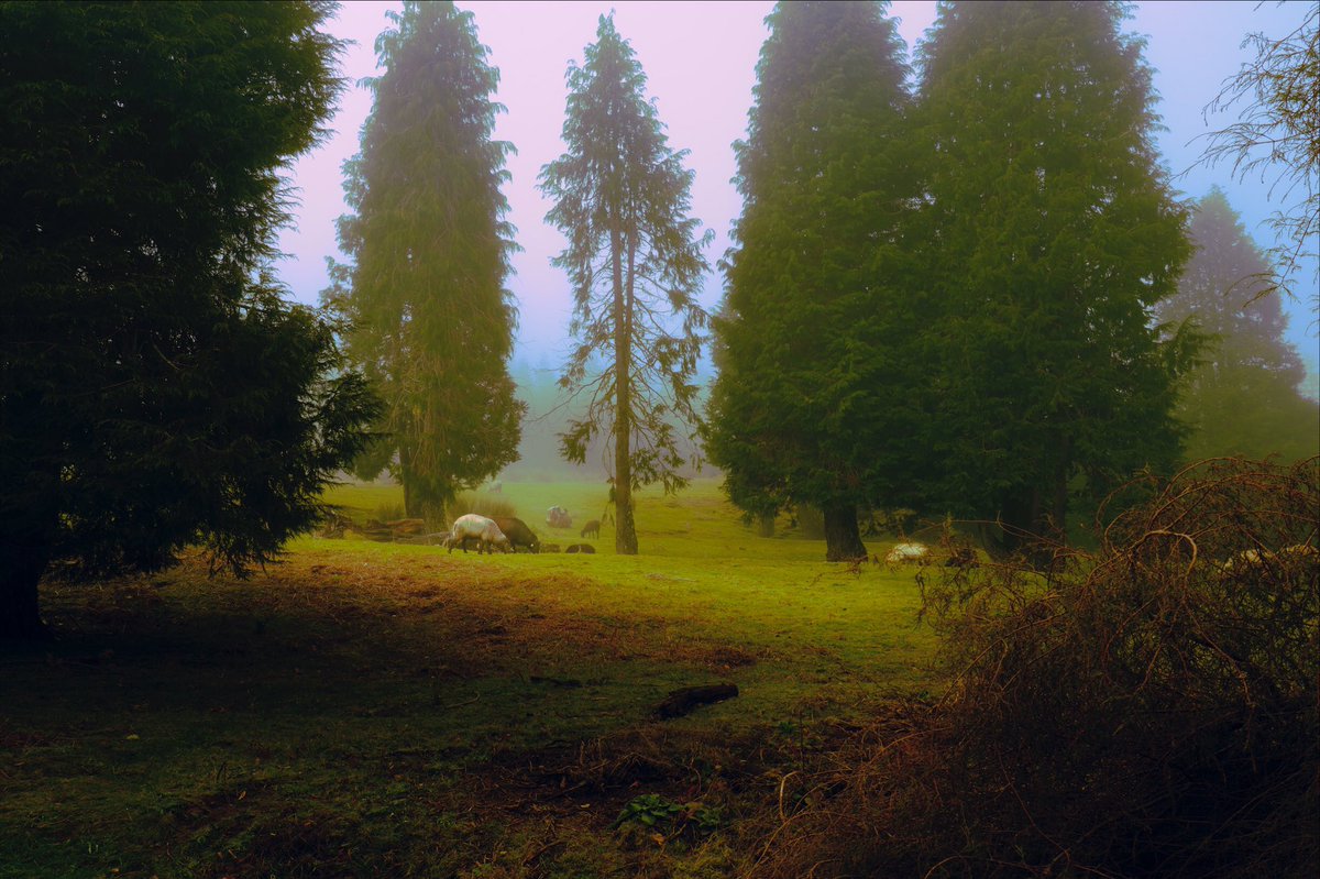 nick rufo on Twitter: 