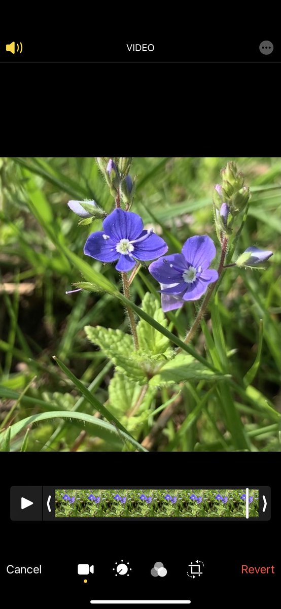 EcolaEvans's tweet photo. #Speedwells #wildflowerhour @BSBIbotany https://t.co/h9mLLPHmB5